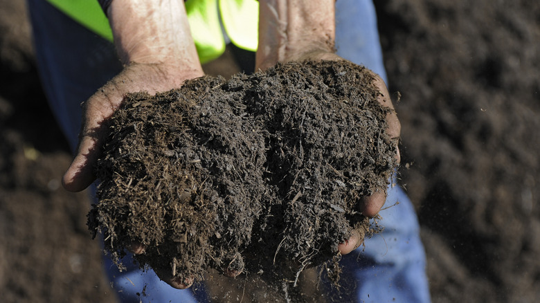 palms holding mature compost