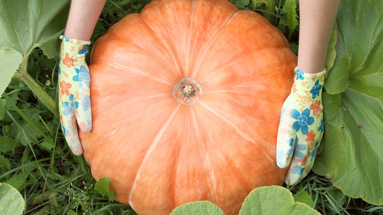 gardener harvesting a pumpkin