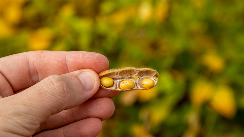 dry beans in a pod