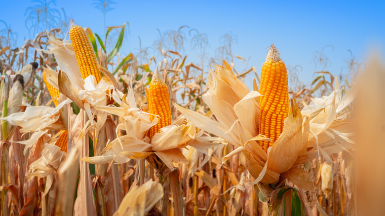 dry corn on the stalk