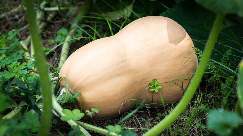 butternut squash on the vine