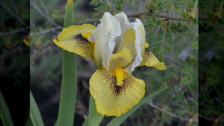 alibred nefret iris flower