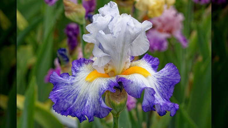 tall bearded iris