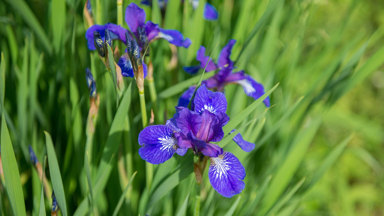 purple beardless iris