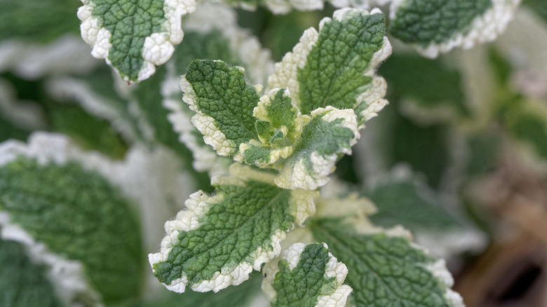 Close up of pineapple mint growing in the garden