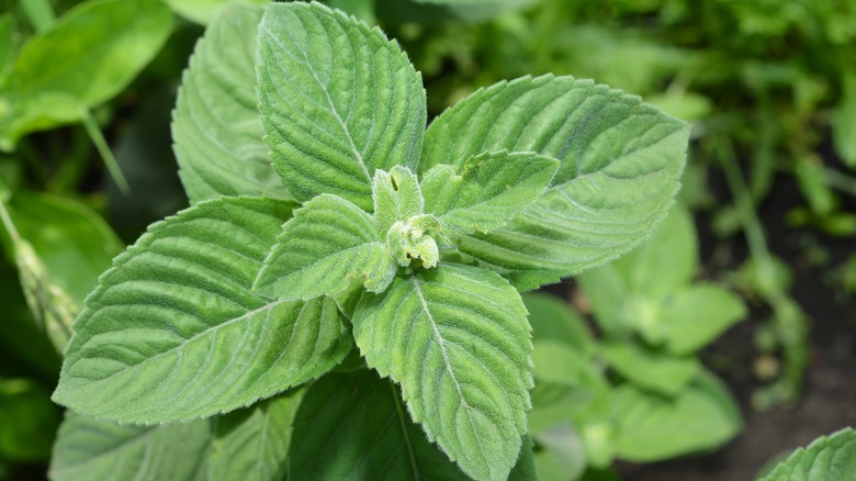 Apple mint growing in a garden