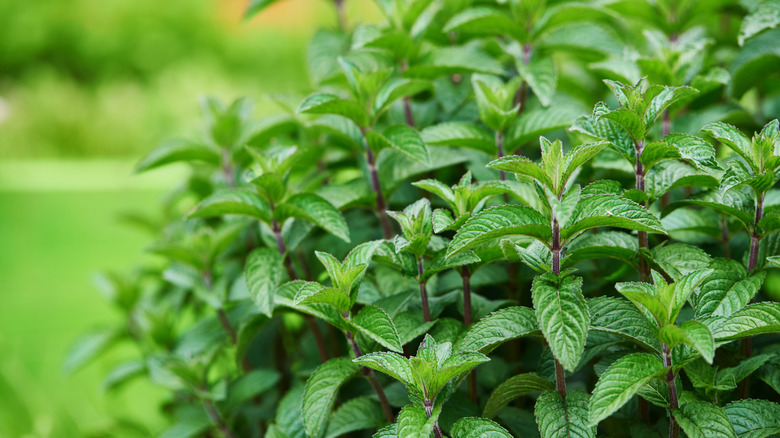 Three Varieties Of Mint That Won't Try To Overrun Your Garden