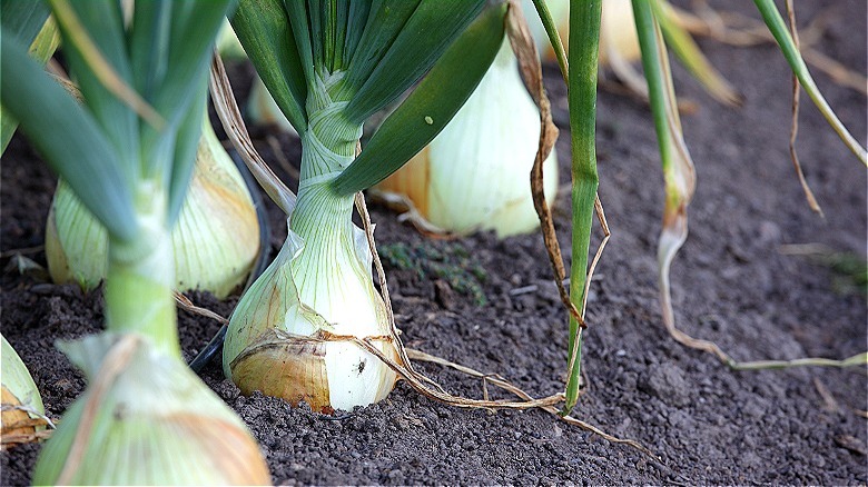 Onions growing in garden