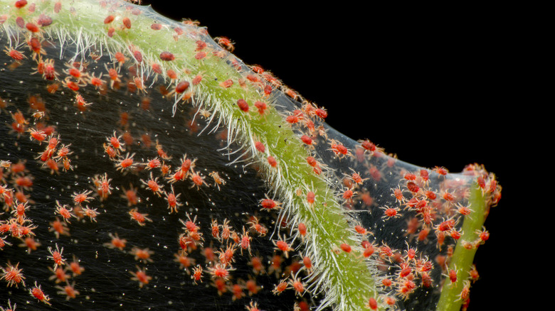 Spiders invading a plant