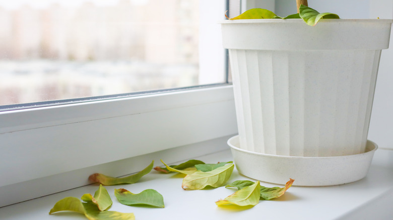 Potted plant shedding leaves