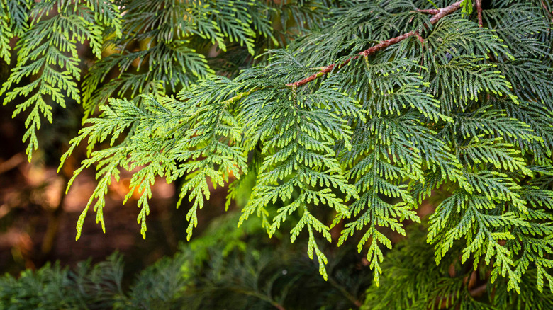 Thuja green giant leaves with yellowing