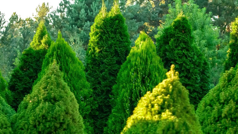 Thuja green giant privacy trees