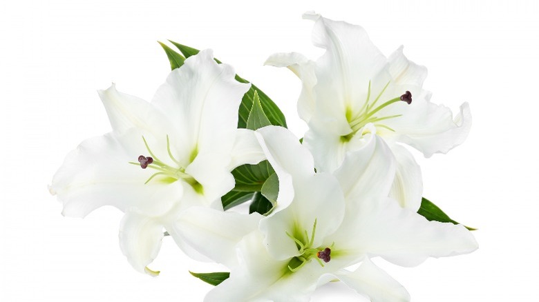 White day lilies on white background