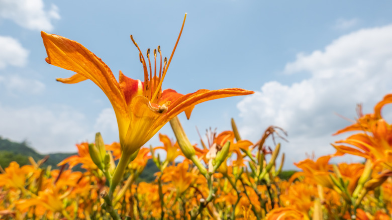 Tiger lilies against sky