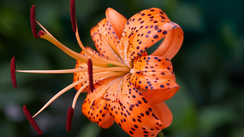 Tiger lily side view