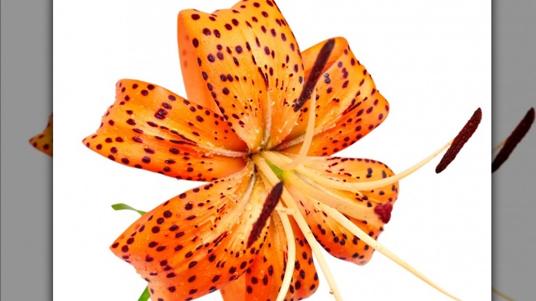 Tiger lily on white background