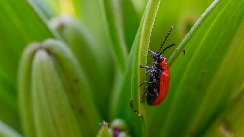 Lily beetle on tiger lilies