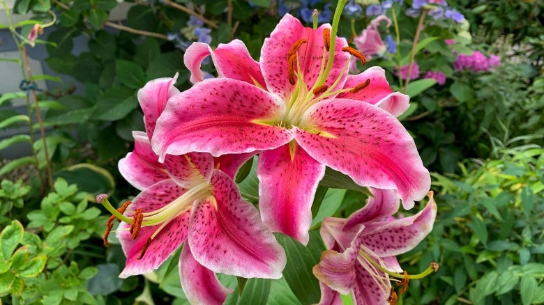 Pink tiger lily blooms