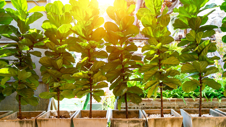 Fiddle-leaf figs in a row