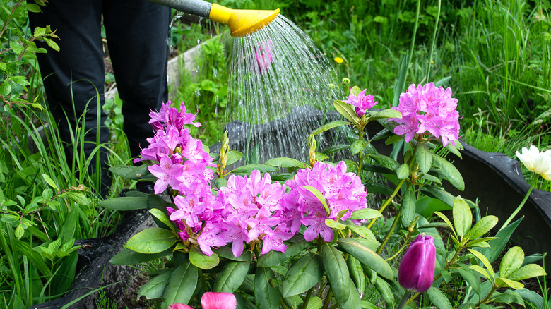 Watering can showering rhododendron blooms