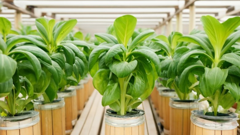 Close-up of plants in a greenhouse