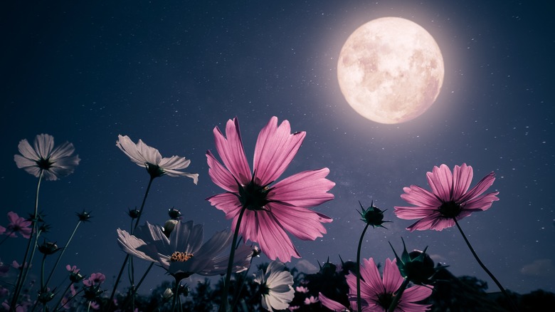 cosmos flowers with moon background