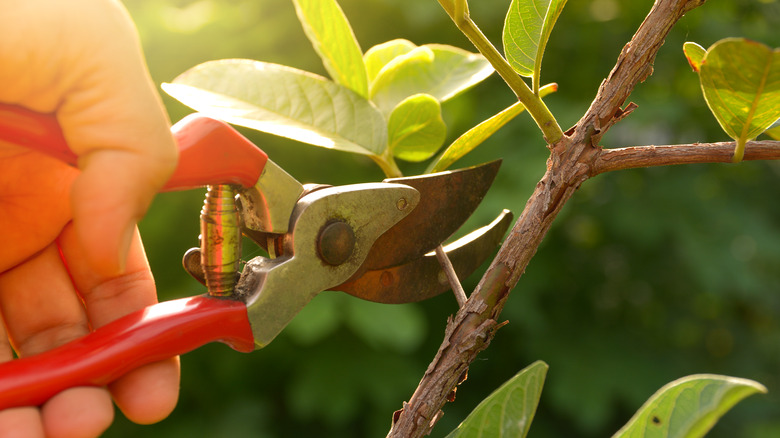 pruning fruit tree with bypass pruners