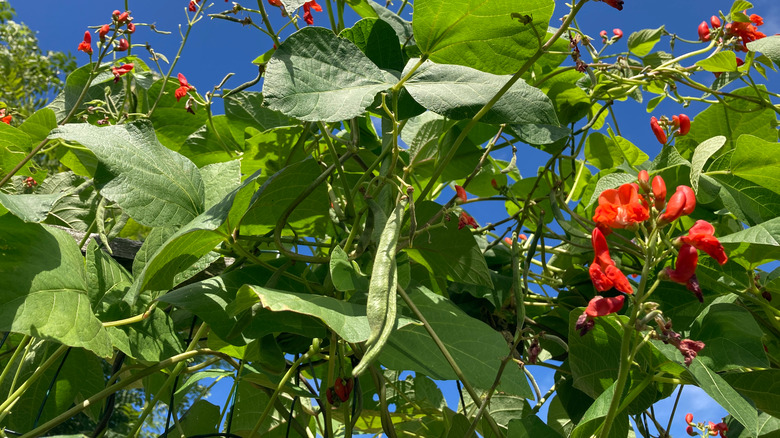 pole beans with red flowers