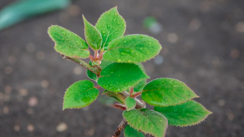 kiwi seedling planted in soil