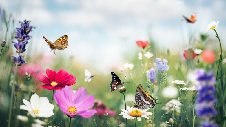 wildflower meadow with butterflies