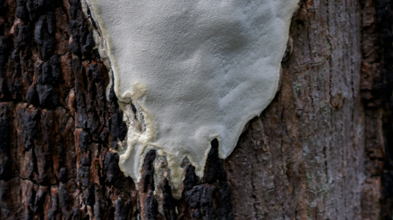 Poria growing on wood