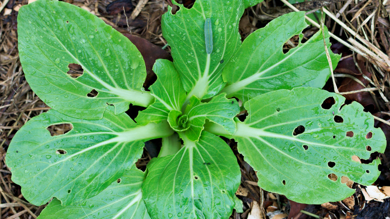 Bok choy pest infestation