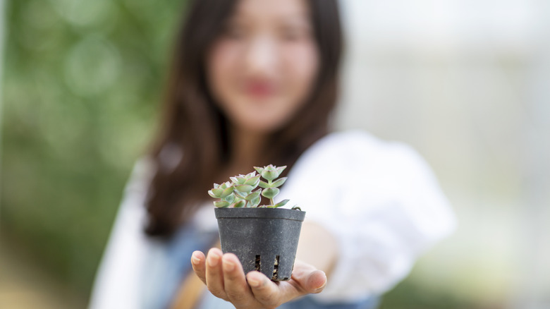 person holding small potted succulent