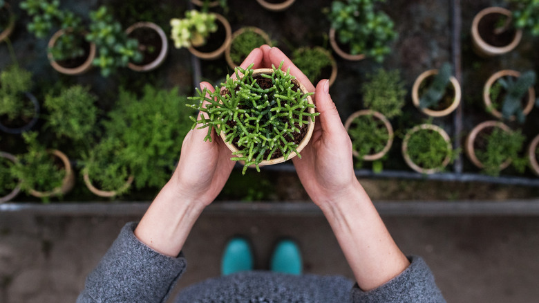 person holding plant in front of them in both hands