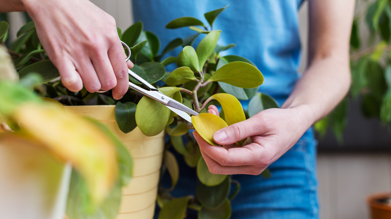 person pruning houseplant