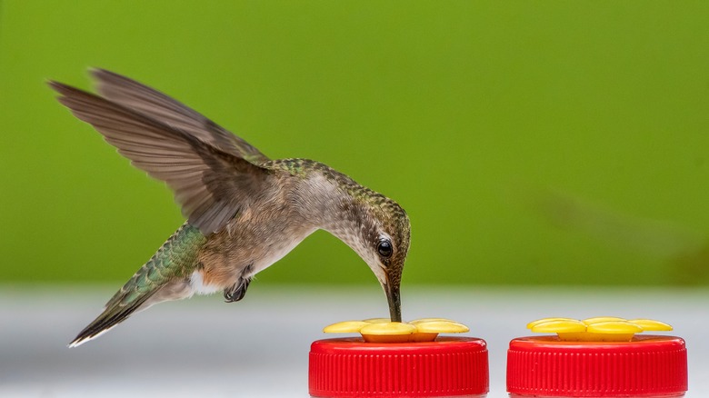 hummingbird drinking from feeder