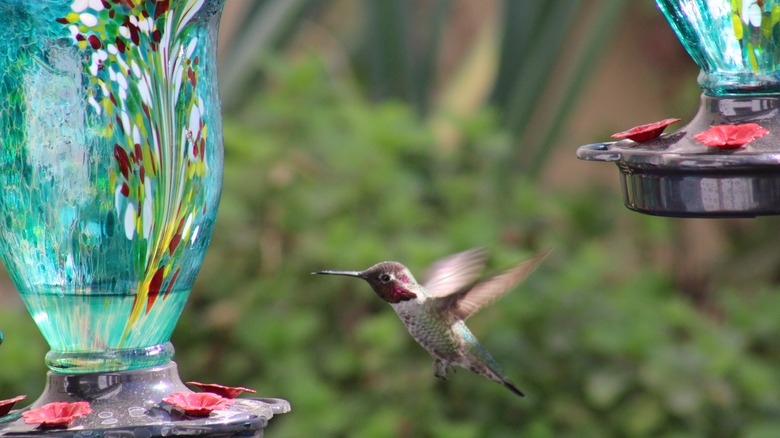 hummingbird approaching glass feeder