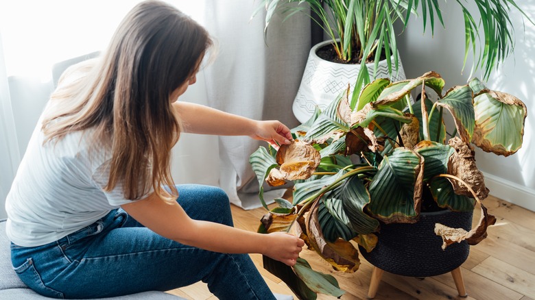 Woman assessing brown leaves on a houseplant