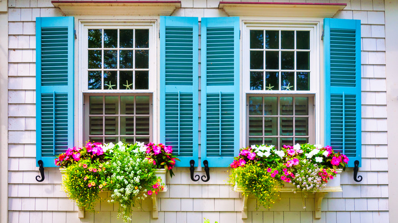 colorful window flower boxes