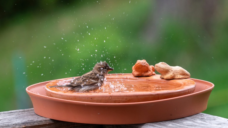 bird in bird bath