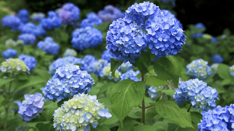 blue hydrangea flowers in bloom among green leaves