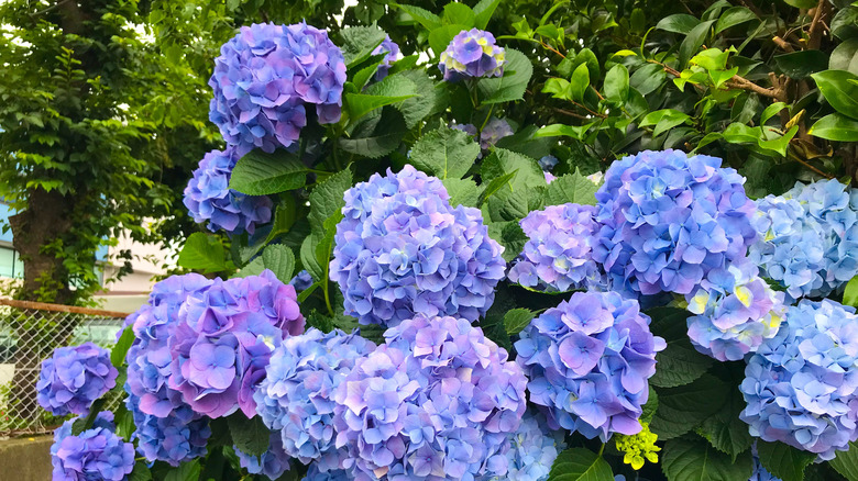 blue-purple hydrangeas blooming in a outdoor garden