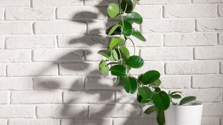 Hoya plant climbing upward 