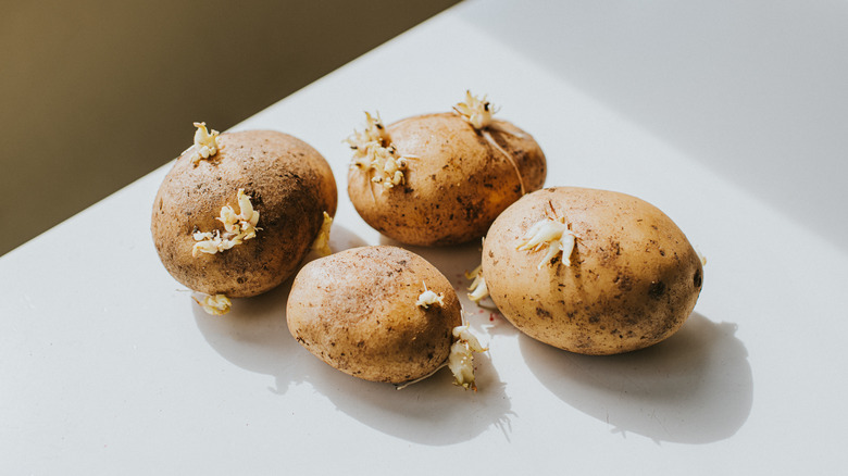 Four potatoes with sprouting eyes rest on a counter