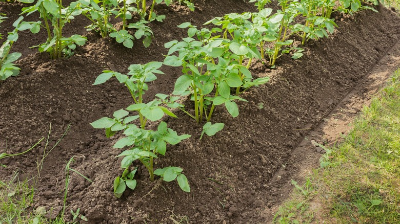 Neat rows of potatoes that have been hilled are lined up in a garden