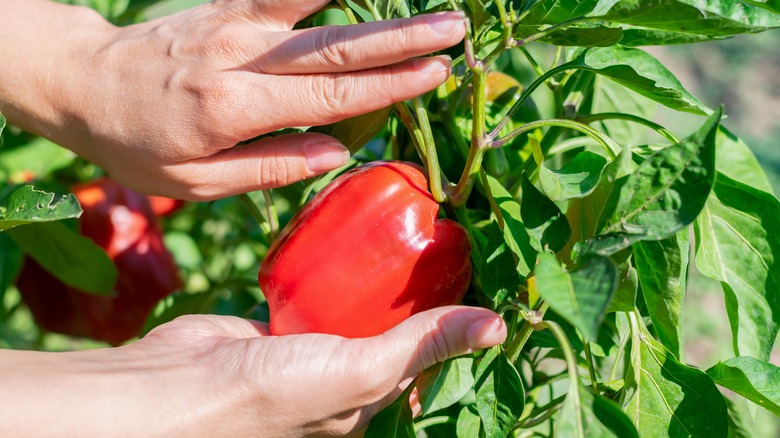 Person picking red bell pepper