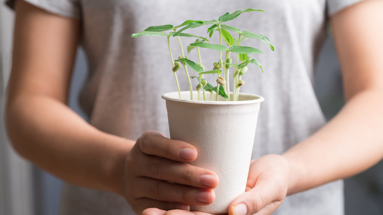 person holding plant cup