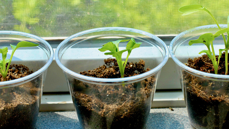 Seedlings in cups