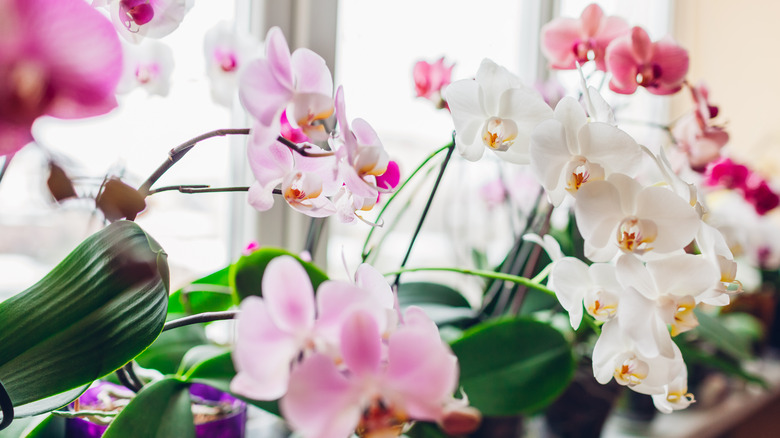 blooming orchids in a window