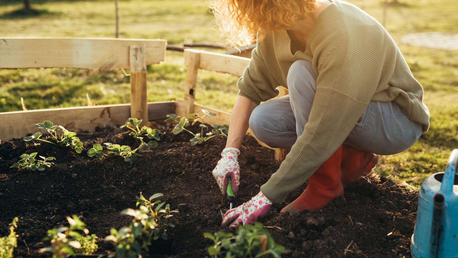 tiktok-s-money-saving-advice-for-starting-a-garden-on-a-budget